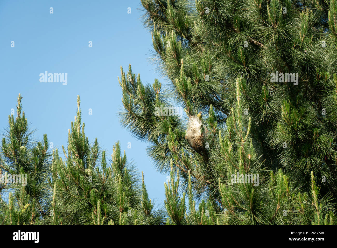 pine processionary Nest made by larvae in pine tree . Thaumetopoea pityocampa Stock Photo