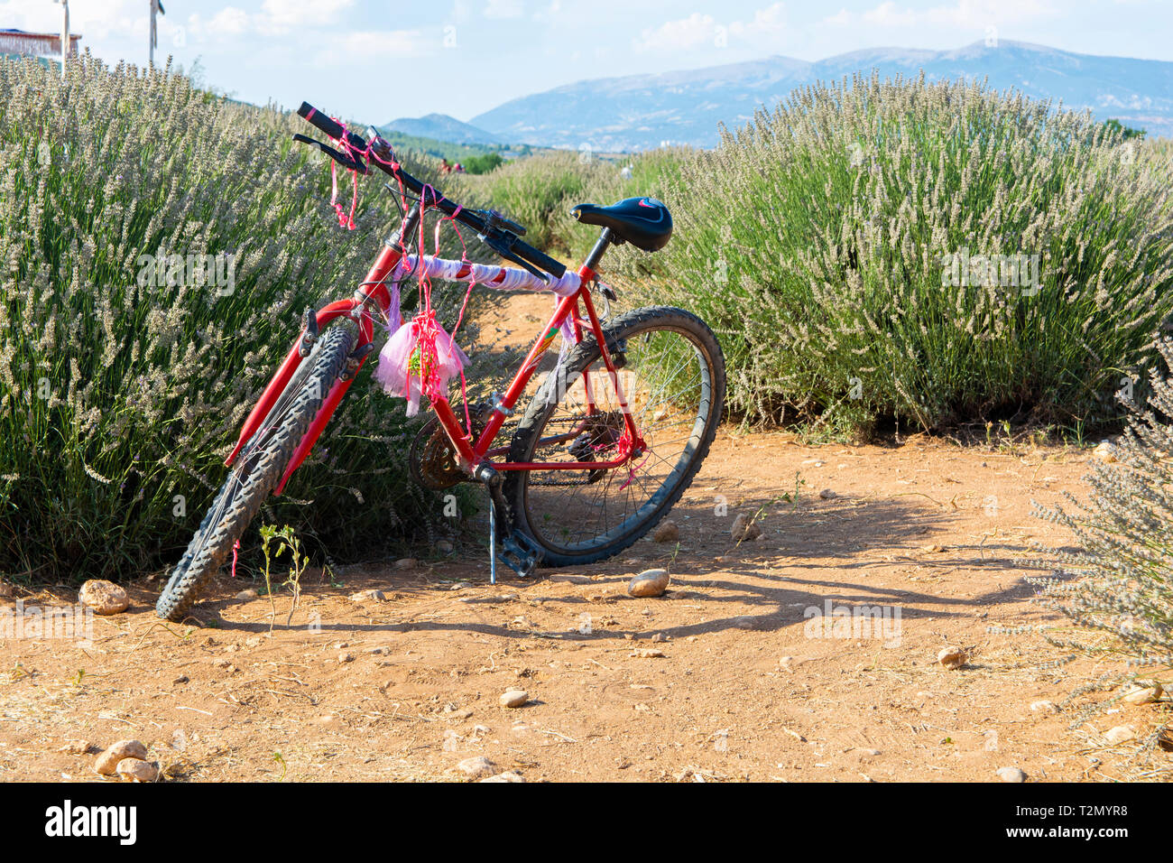 Colorful old bicycle in lavender garden Stock Photo