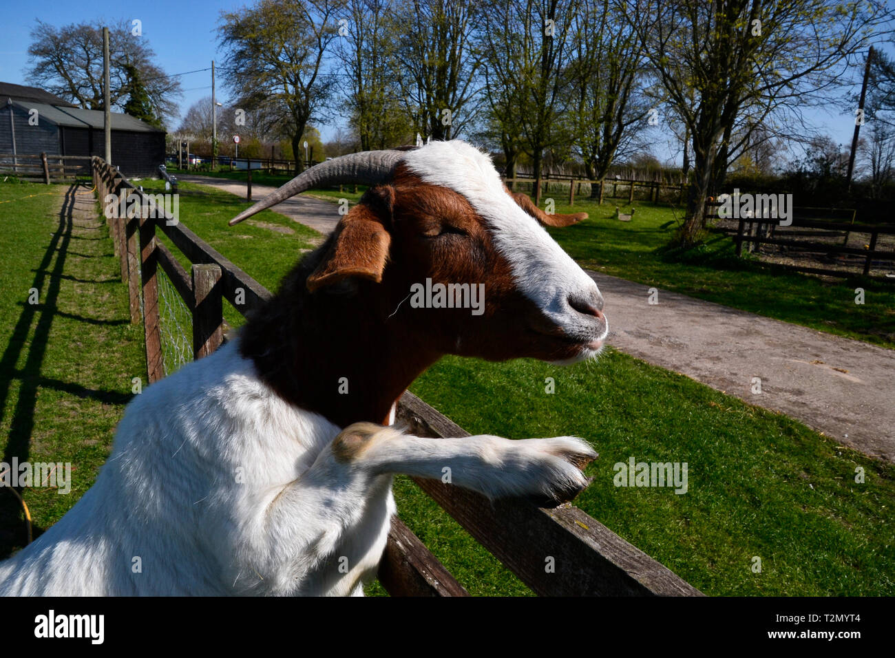 Bucks Goat Centre, Stoke Mandeville, Aylesbury, Buckinghamshire, UK Stock Photo