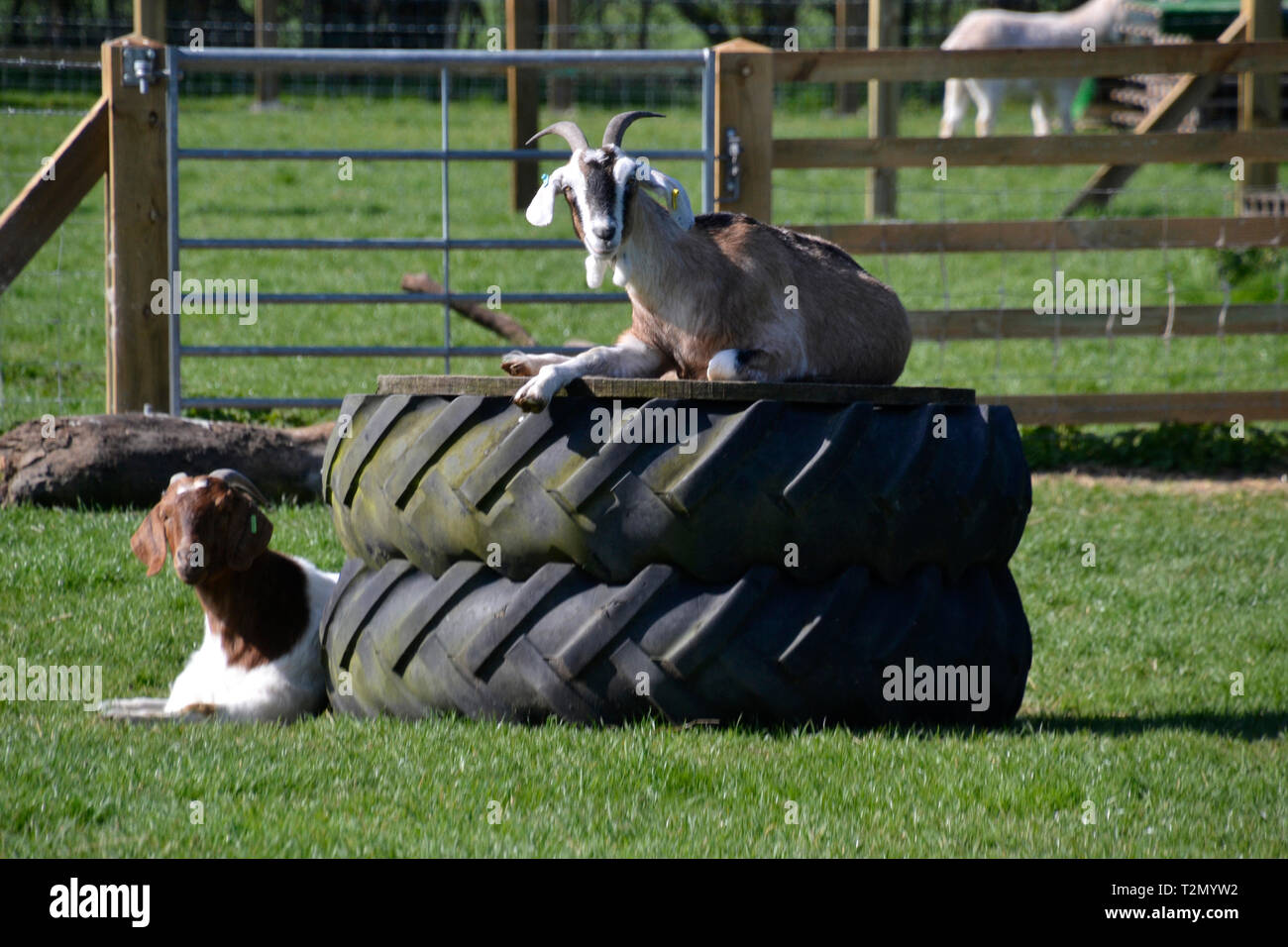 Bucks Goat Centre, Stoke Mandeville, Aylesbury, Buckinghamshire, UK Stock Photo