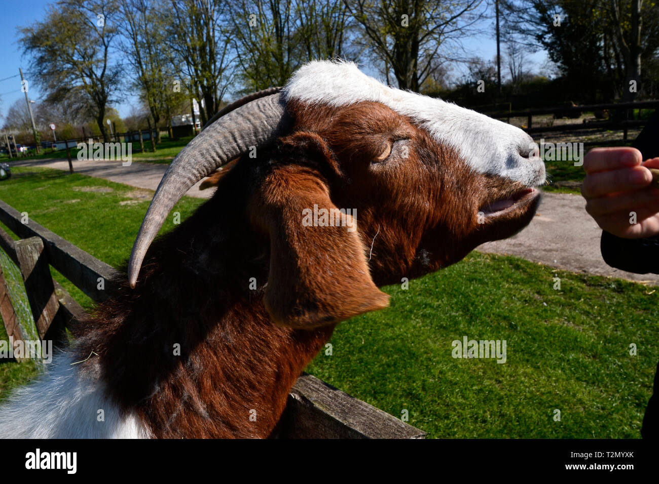 Bucks Goat Centre, Stoke Mandeville, Aylesbury, Buckinghamshire, UK Stock Photo
