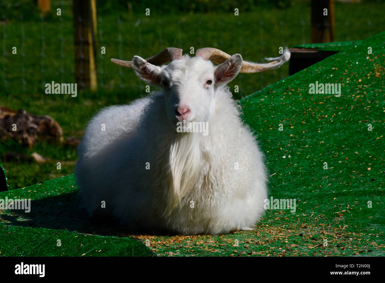 Bucks Goat Centre, Stoke Mandeville, Aylesbury, Buckinghamshire, UK Stock Photo