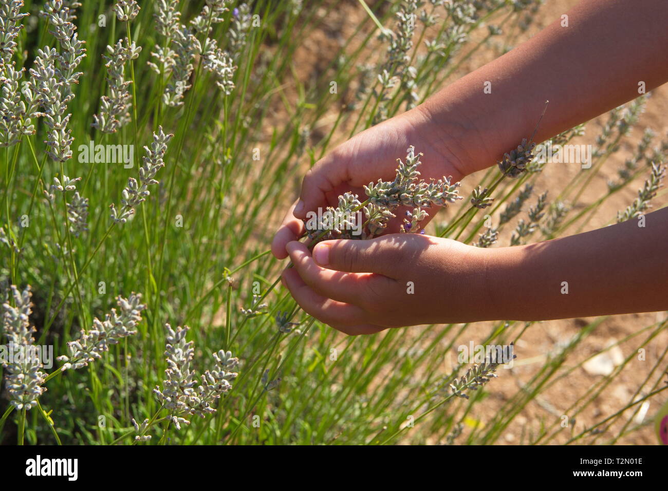 Hands collecting lavender flowers in the garden. Stock Photo