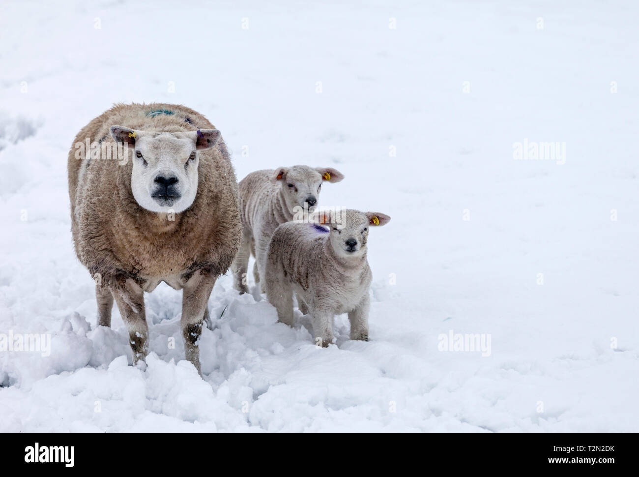 Upper Teesdale, County Durham UK. Wednesday 3rd April. UK Weather.  Heavy snow is affecting some parts of County Durham. These late spring snowfalls are often referred to by farmers as “Lambing Storms” as these short sharp snowfalls often occur during lambing time.  Generally these spells of bad weather do not affect the lambs or their mothers, but if they last for more than a few days they can cause problems if the lambs or ewes are buried. Credit: David Forster/Alamy Live News Stock Photo