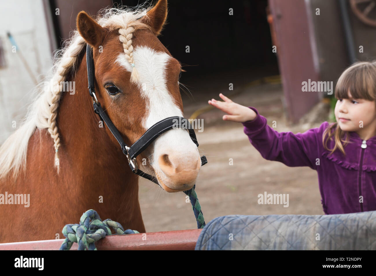 Little girl and brown horse with braided mane, close up Stock Photo