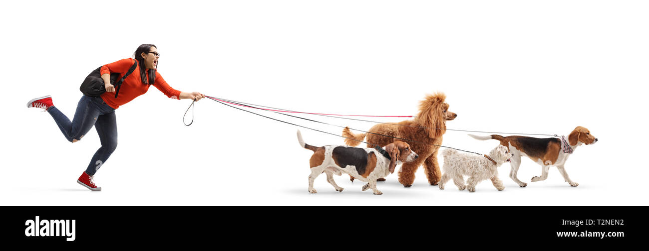 Full length shot of a female student dog walker with a maltese poodle, red poodle, beagle and basset hound dog isolated on white background Stock Photo