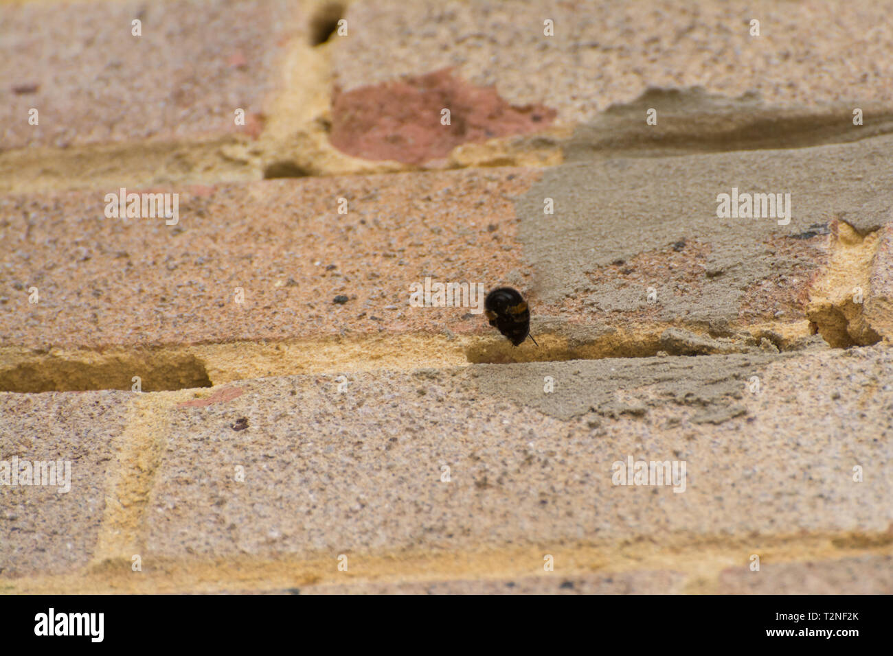 Structural damage (holes) in the mortar between the bricks in the wall