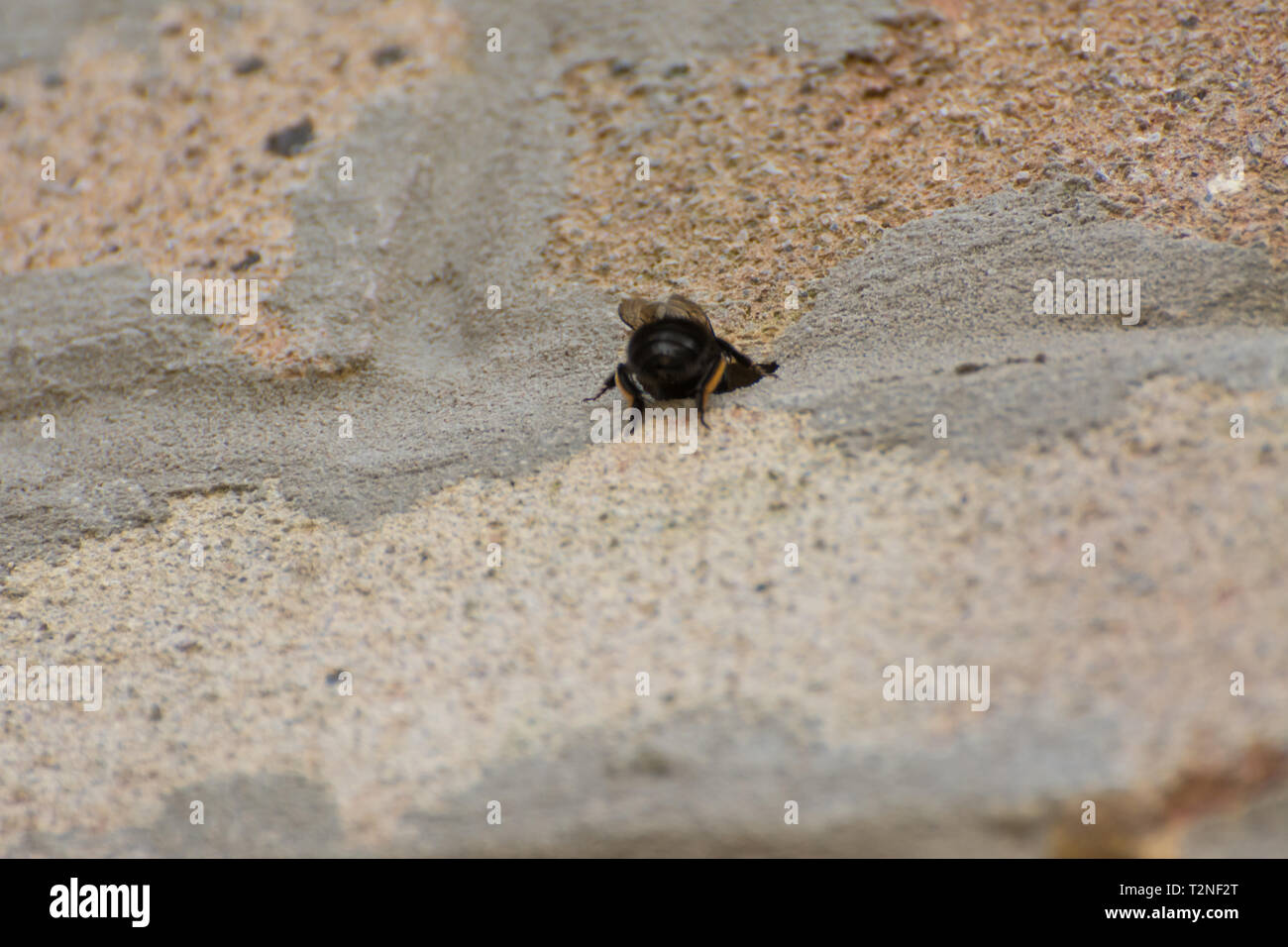 Female hairy-footed flower bee (Anthophora plumipes) entering a nest hole in the mortar between the bricks in the wall of a house Stock Photo