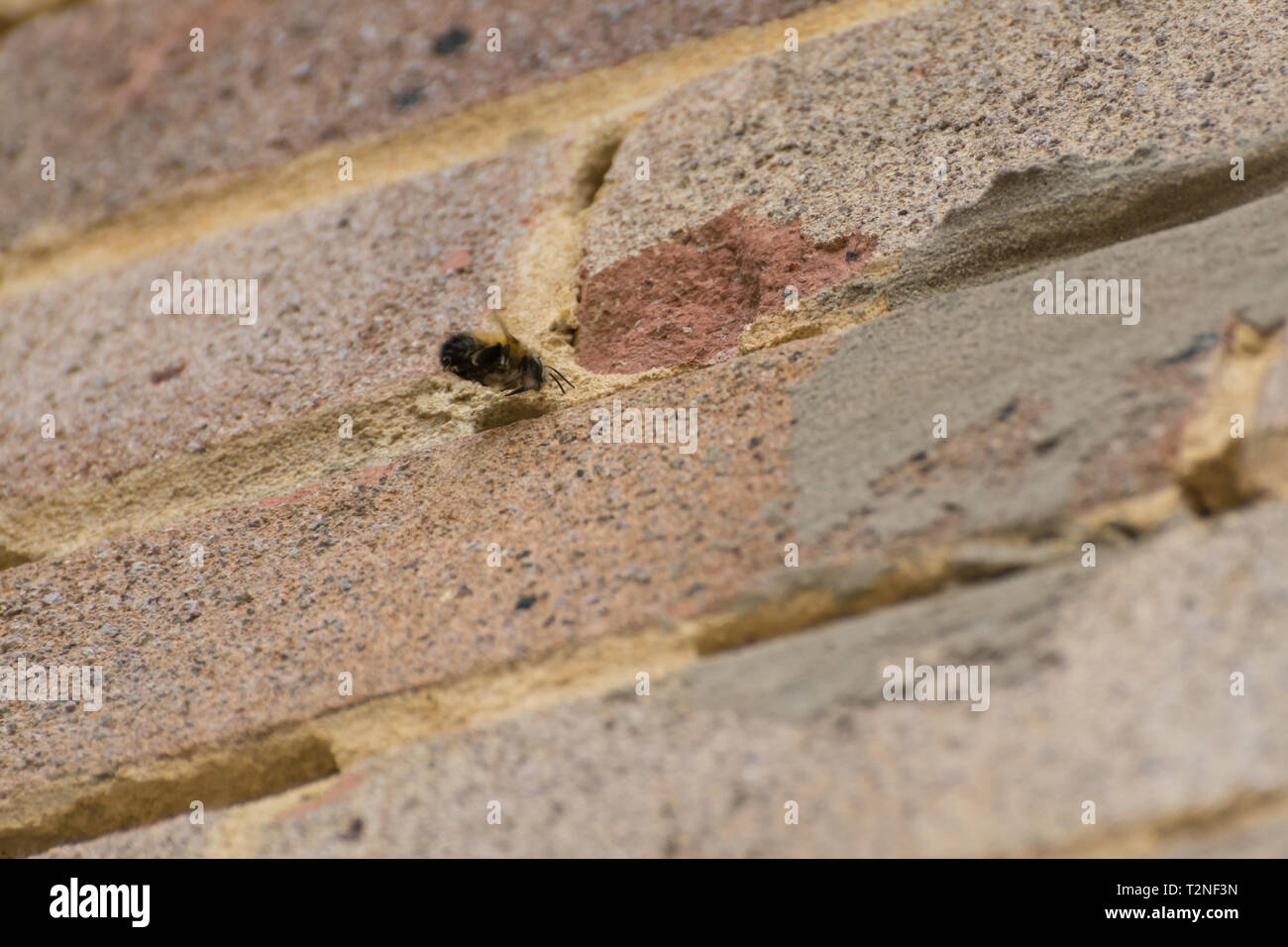Male hairy-footed flower bee (Anthophora plumipes) near a nest hole in the mortar between the bricks in the wall of a house Stock Photo