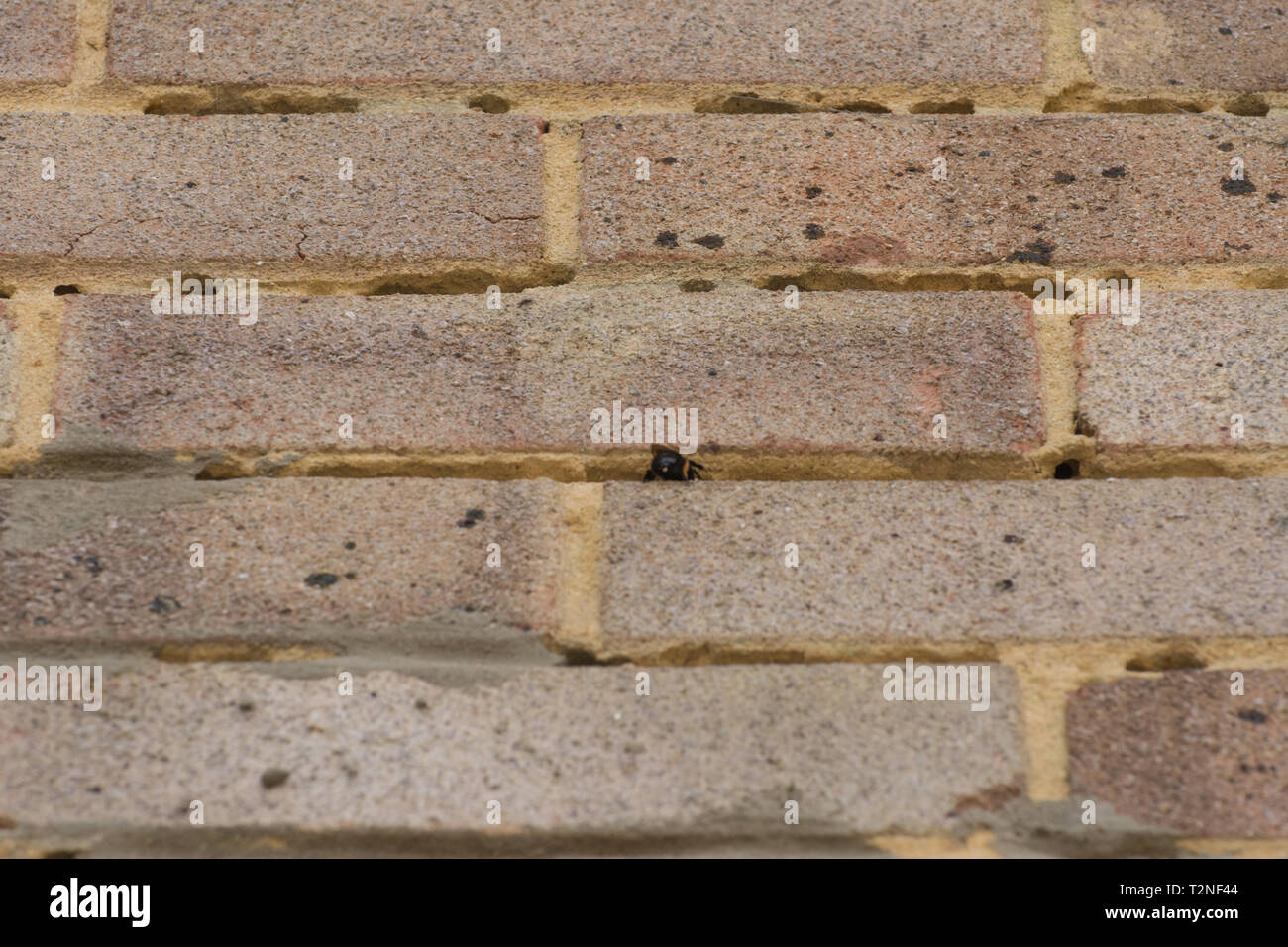 Structural damage (holes) in the mortar between the bricks in the wall of a house caused by the hairy-footed flower bee (Anthophora plumipes) nesting. Stock Photo
