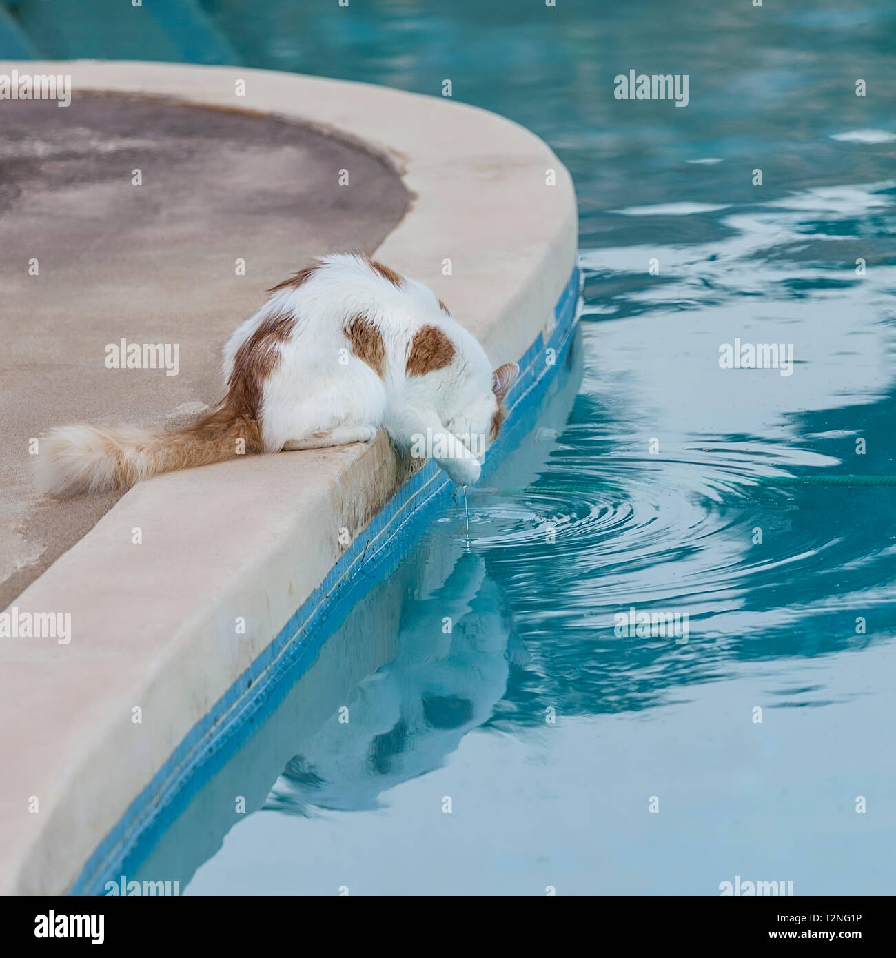 Domesticated cat drinking water from swimming pool. Stock Image Stock