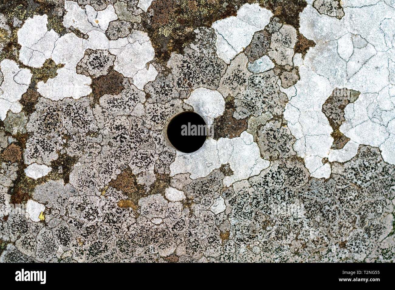 Lichen of different species on a rock Stock Photo