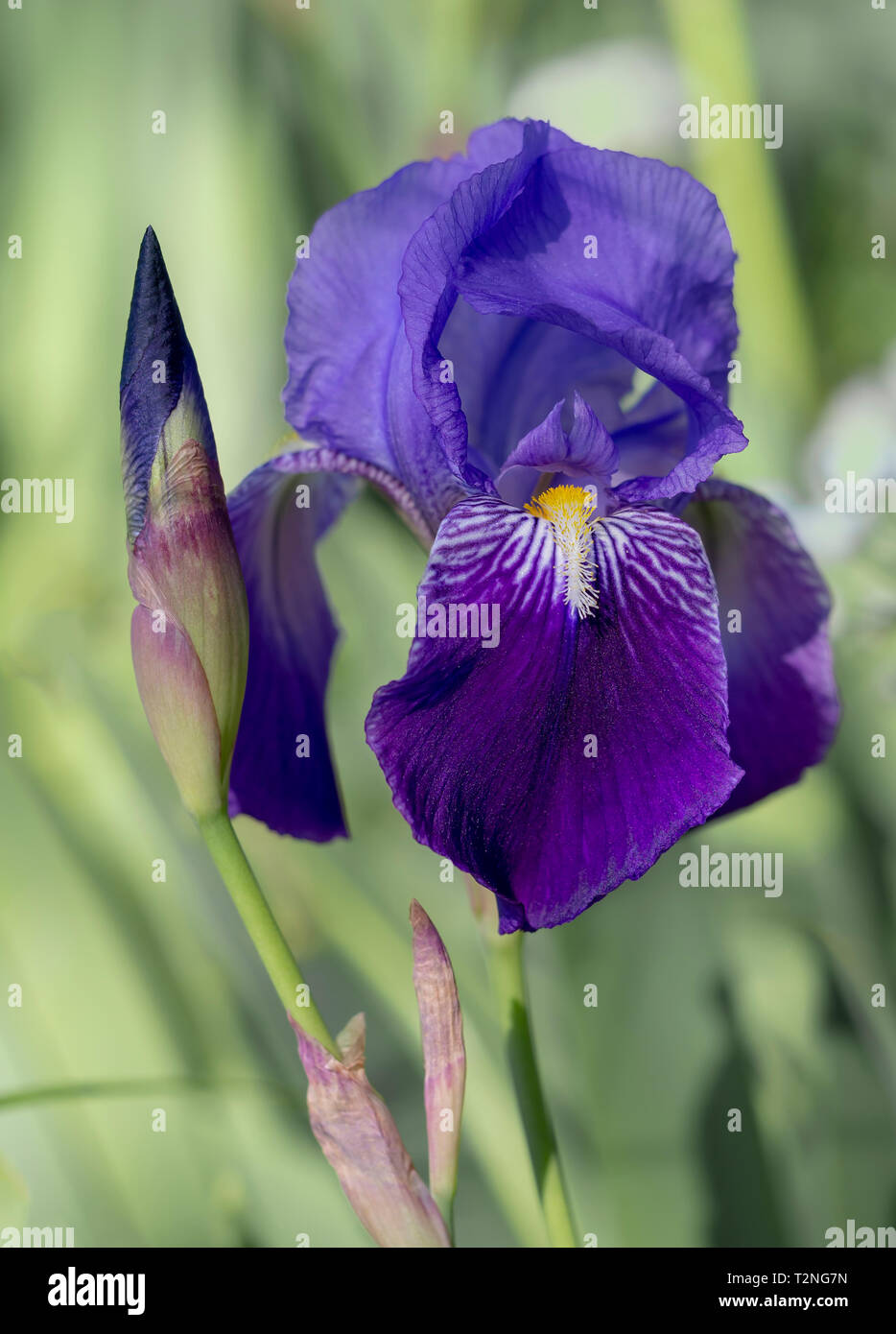 Deep purple Bearded Iris Germanica) aka Flag flower in nature. Narrow depth of field for defocussed background. Stock Photo