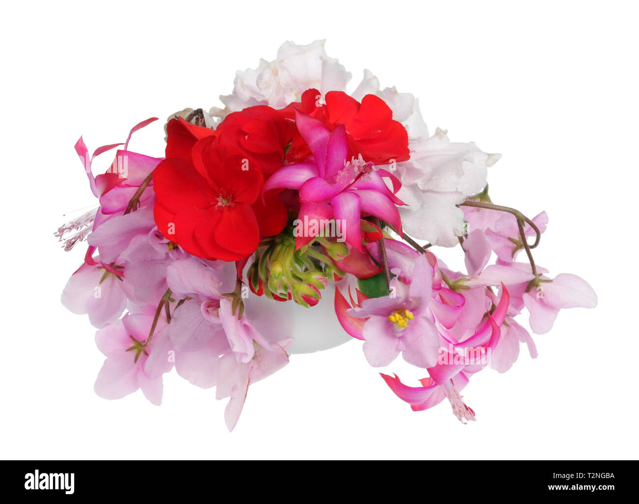 Best indoor plants Cut Out Stock Images & Pictures Alamy