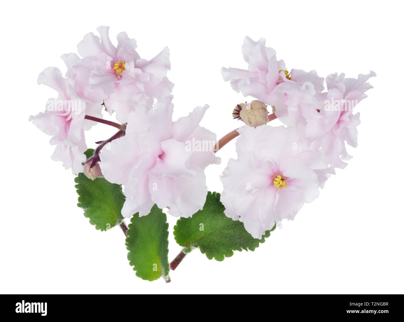 Indoor Easter spring terry light pink   Violets  flowers and  leaves. Isolated on white studio macro shot Stock Photo