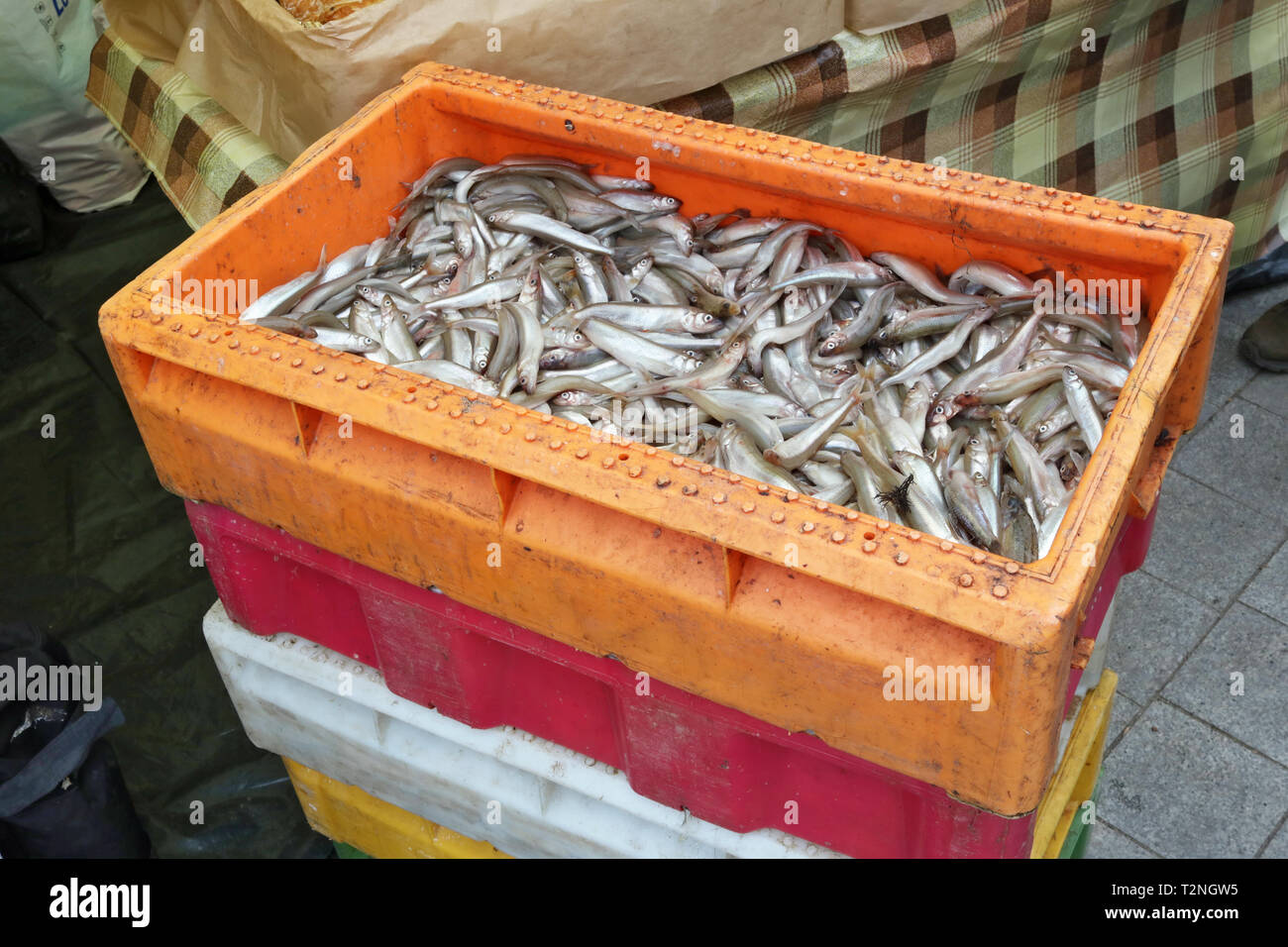 The fresh sea Smelt  fish in plastic industrial  box sold on street. Outdor springtime  closeup shot Stock Photo