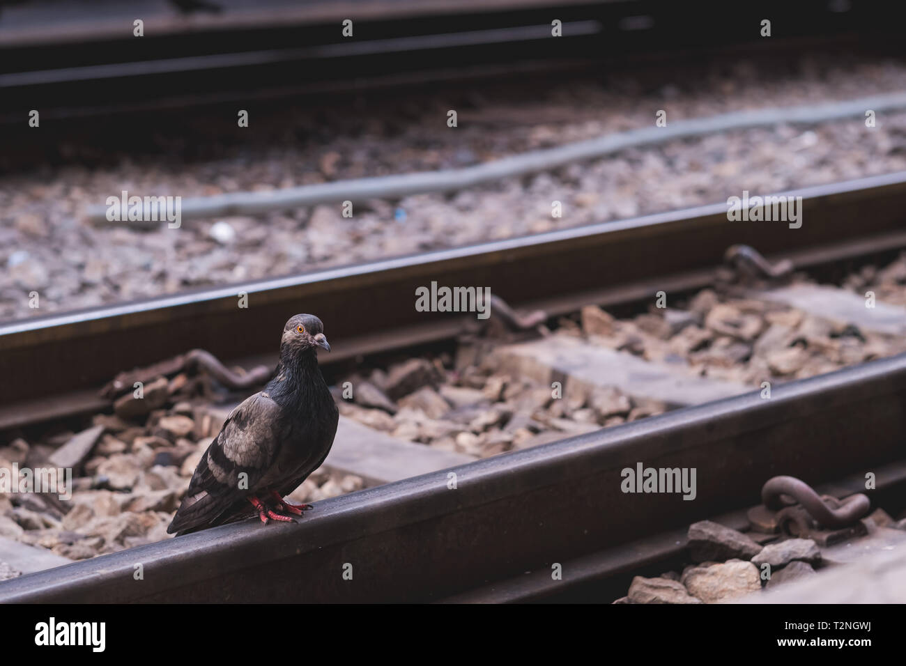 A pigeon stands on an empty railway platform . Stock Photo