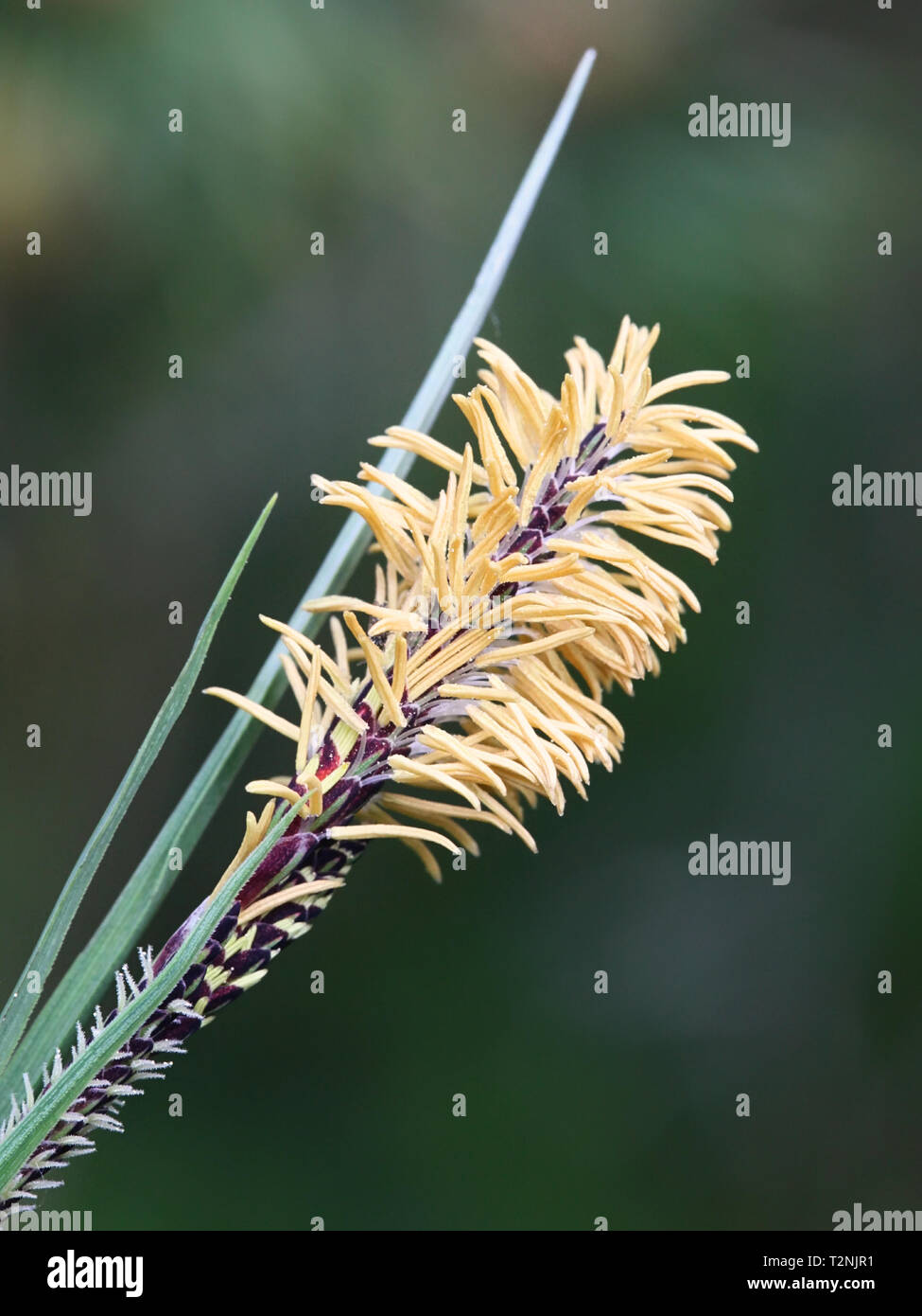Blooming Carex nigra, called common sedge, black sedge or smooth black sedge Stock Photo