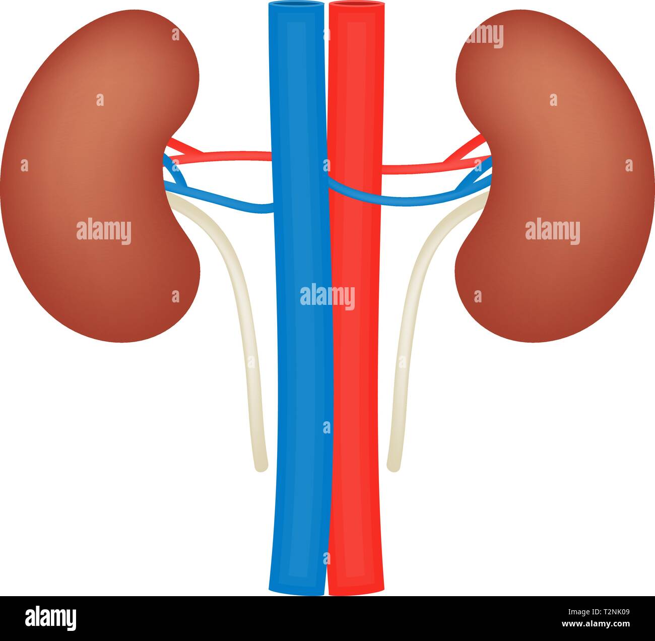 Kidney vector flat icon, veins and arteries, human organ, anatomy ...