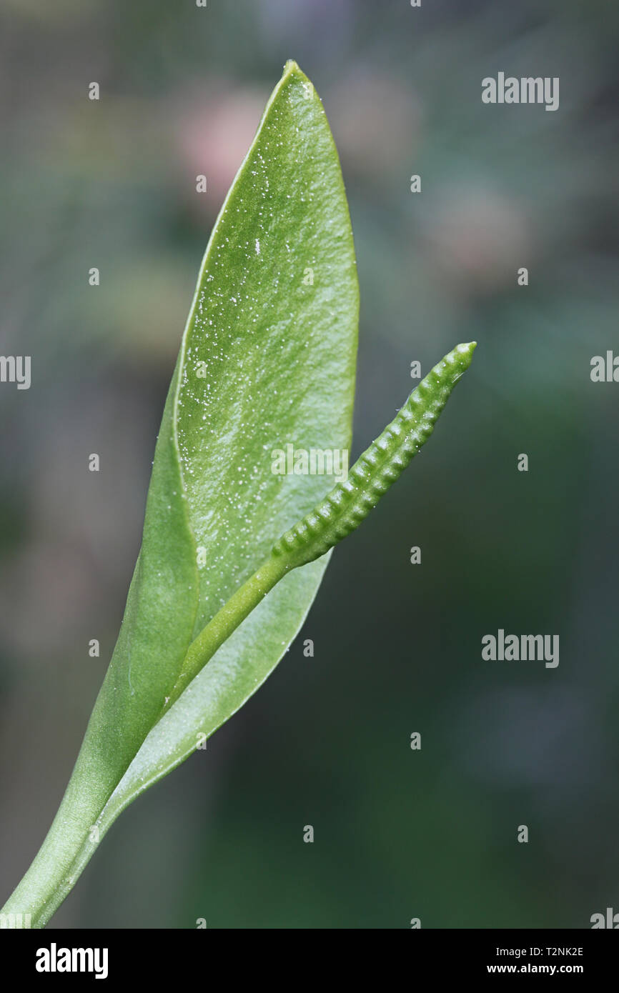 Ophioglossum vulgatum, commonly known as adder's-tongue, southern adders-tongue or adders-tongue fern Stock Photo