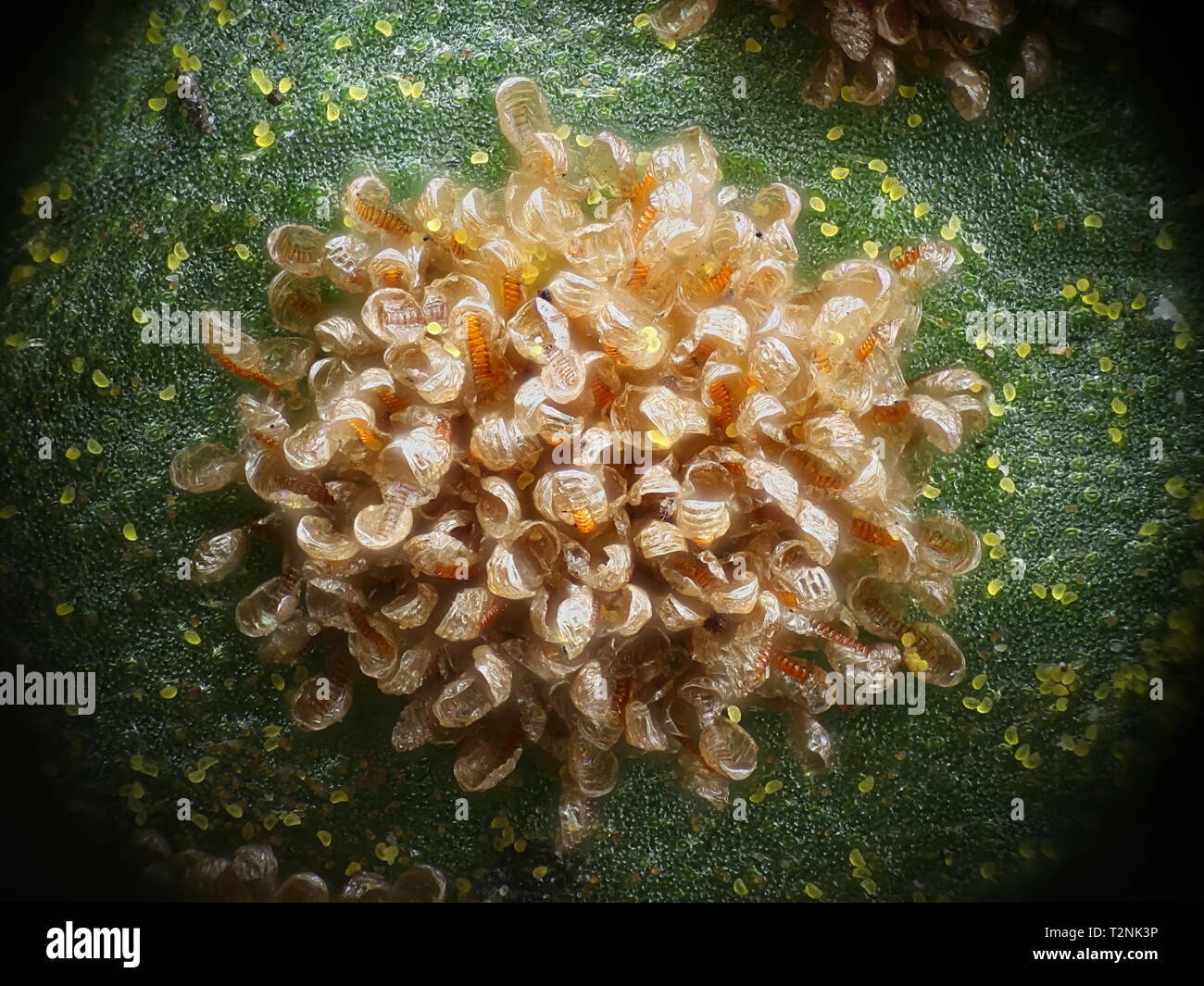 Sorus or a cluster of sporangia of Polypodium vulgare, the common polypody, also called the rockcap fern.  A microscope image. Stock Photo