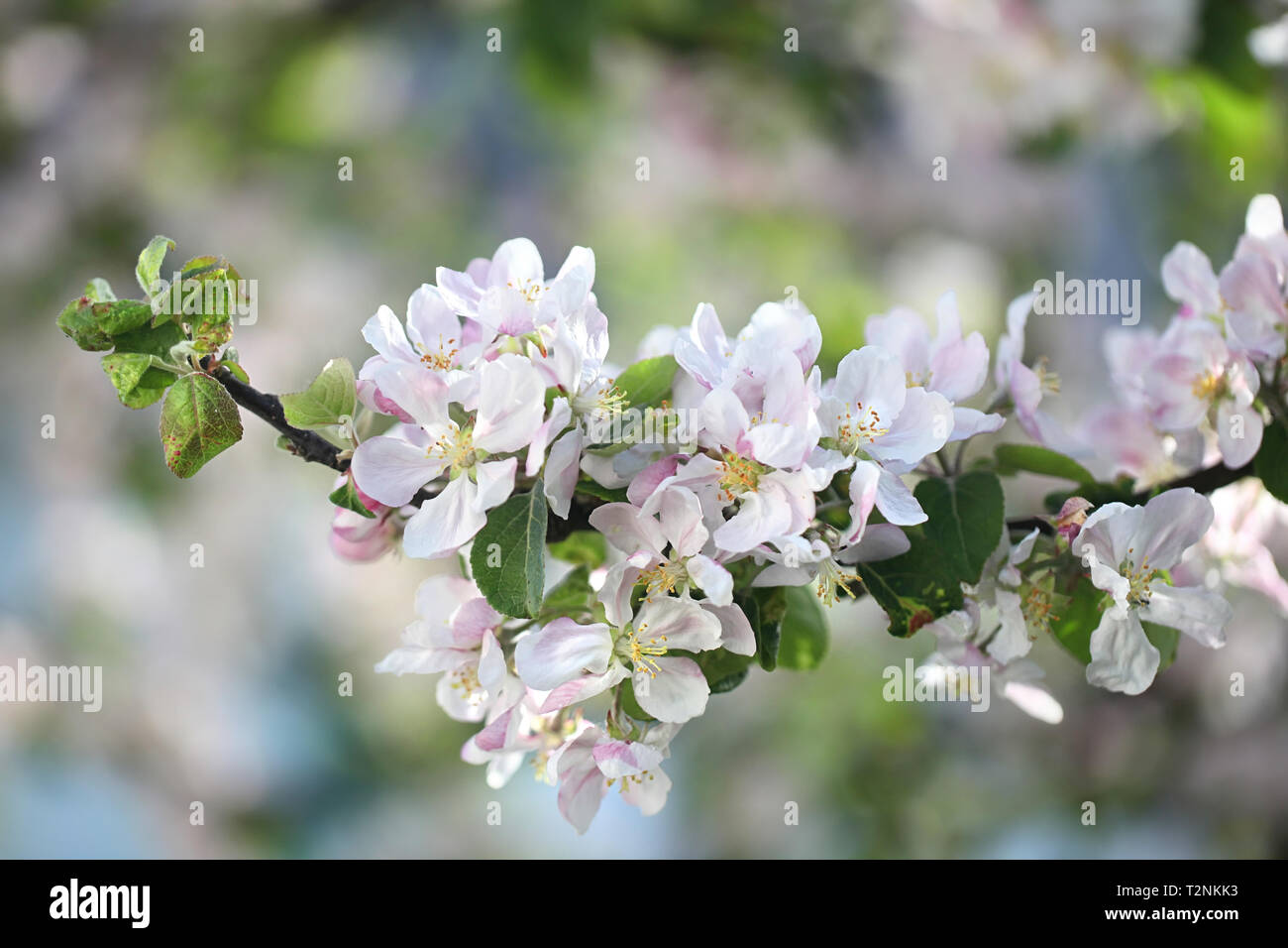 Blooming apple tree, Malus Puppurea group Stock Photo