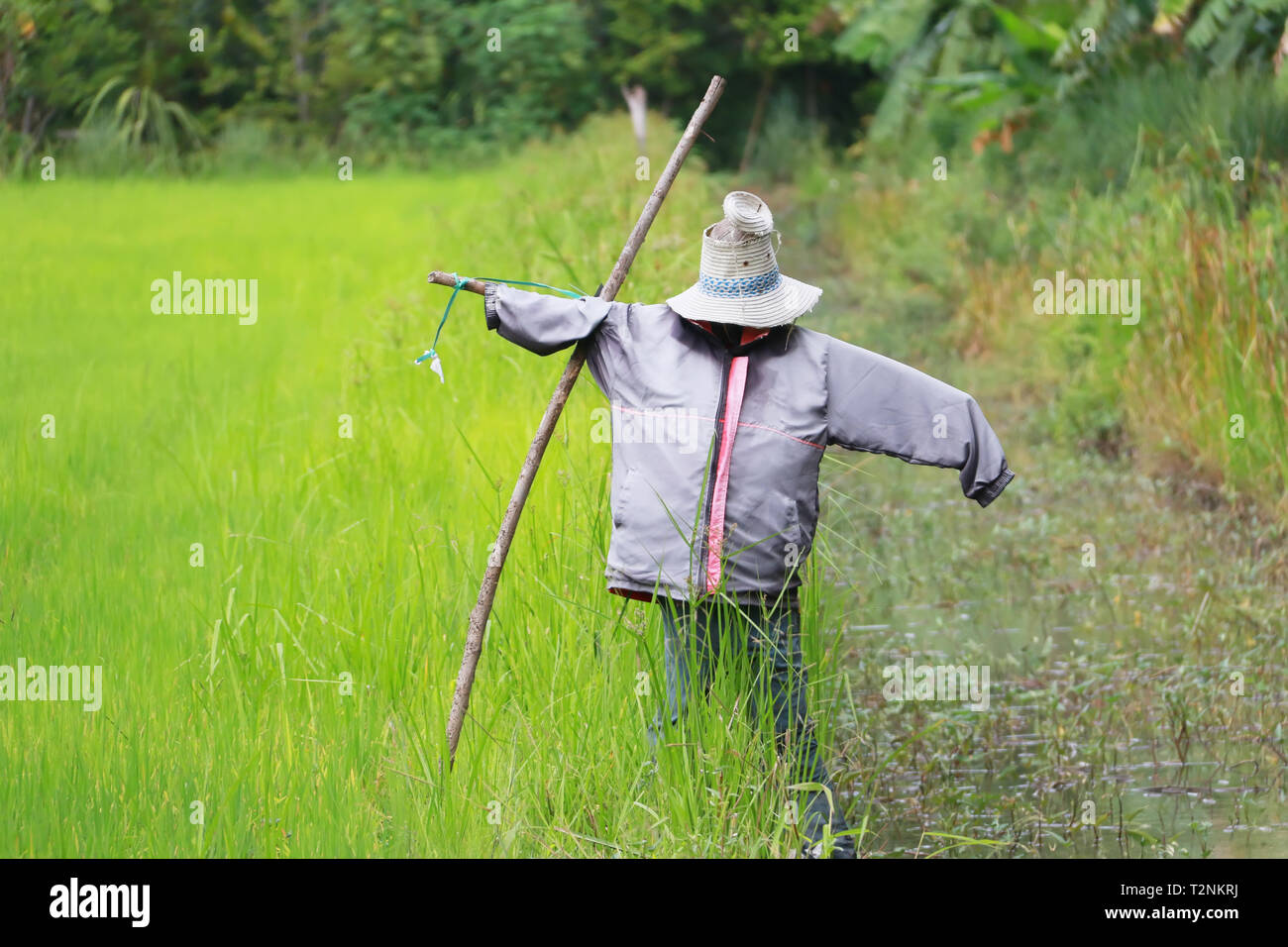 scarecrow stand alone at paddy rice field Stock Photo