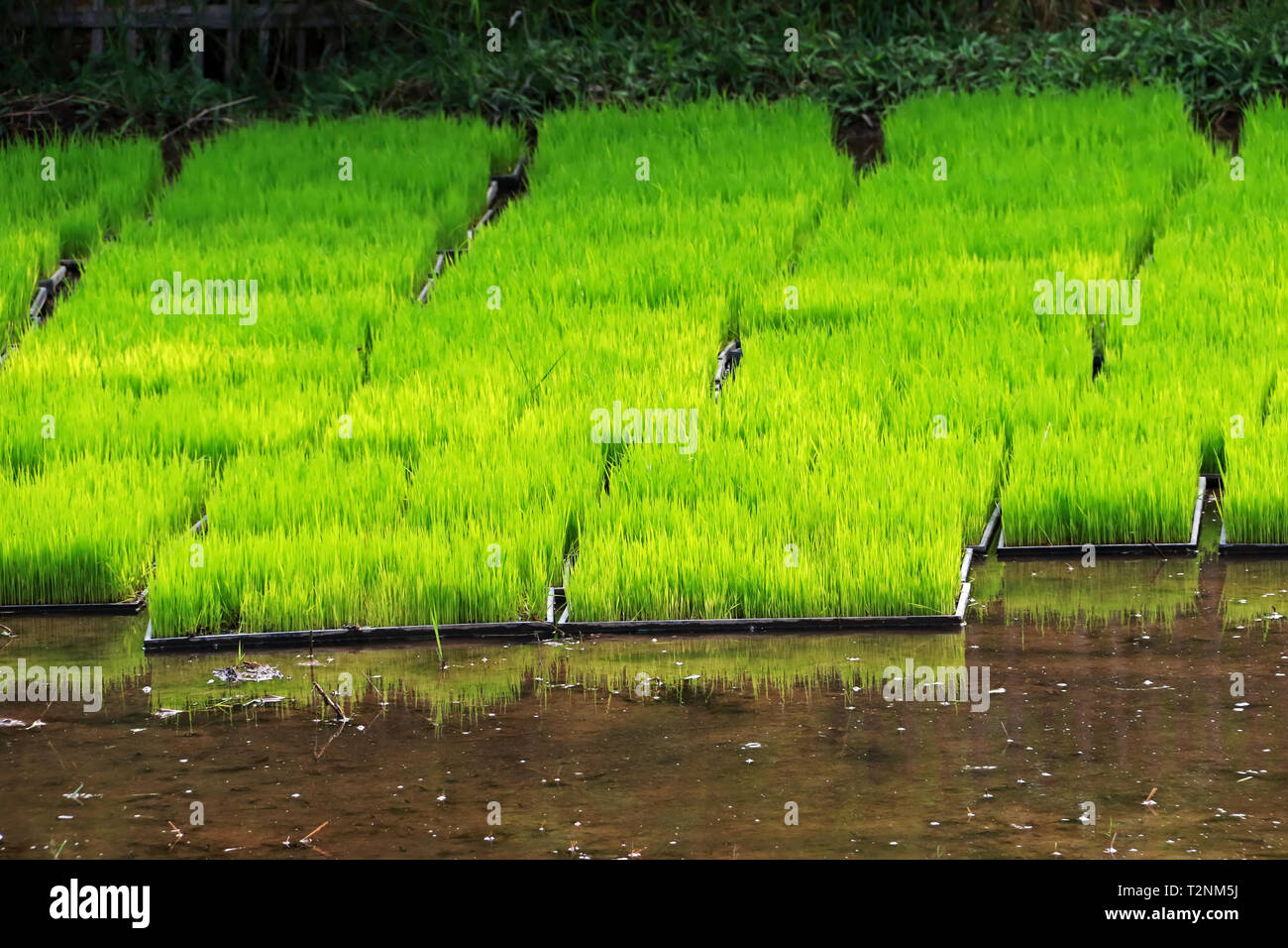 rice sapling, rice plant at the paddy field, floating rice farm at