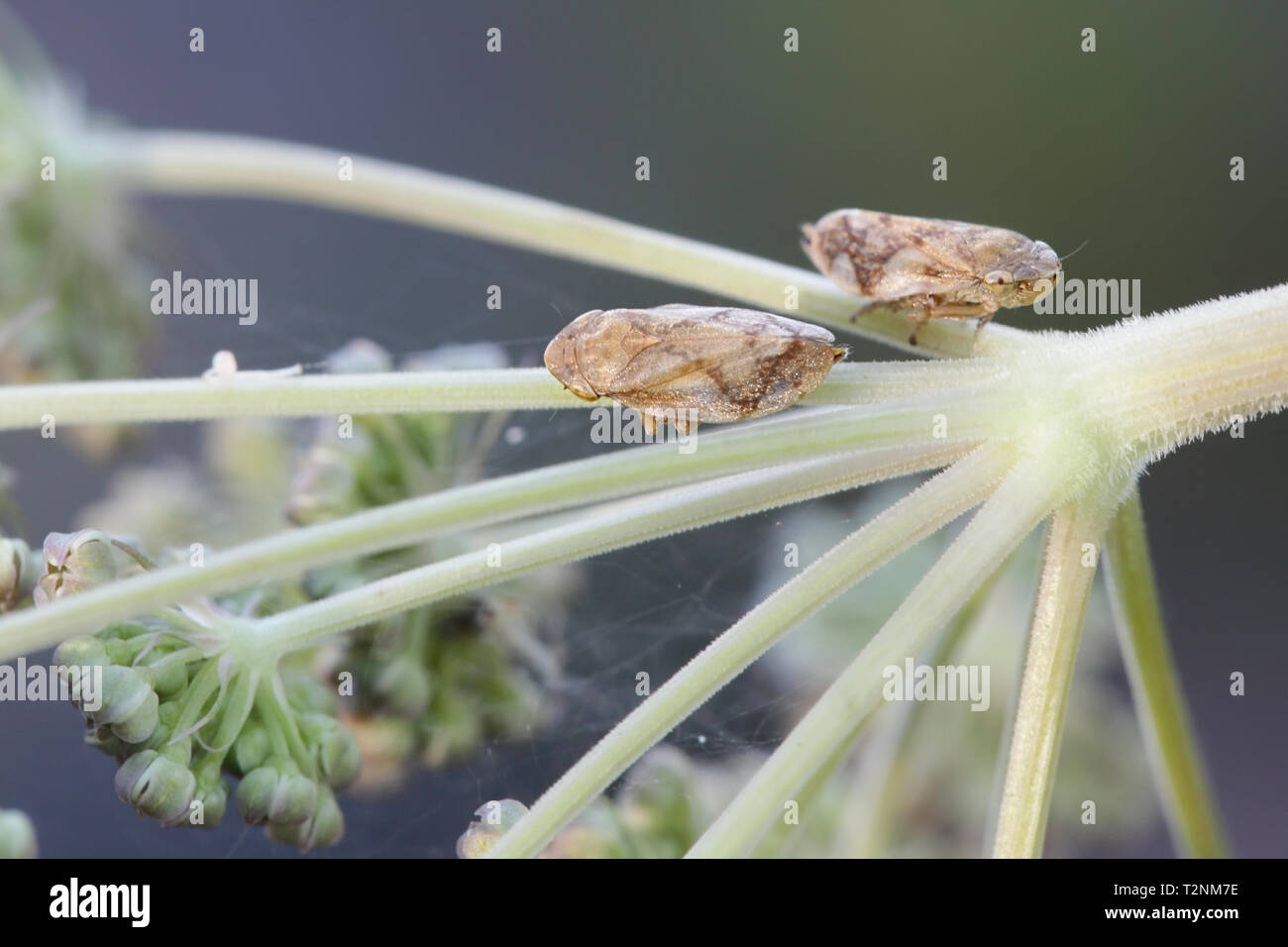Aphrophora alni, the European alder spittle bug Stock Photo