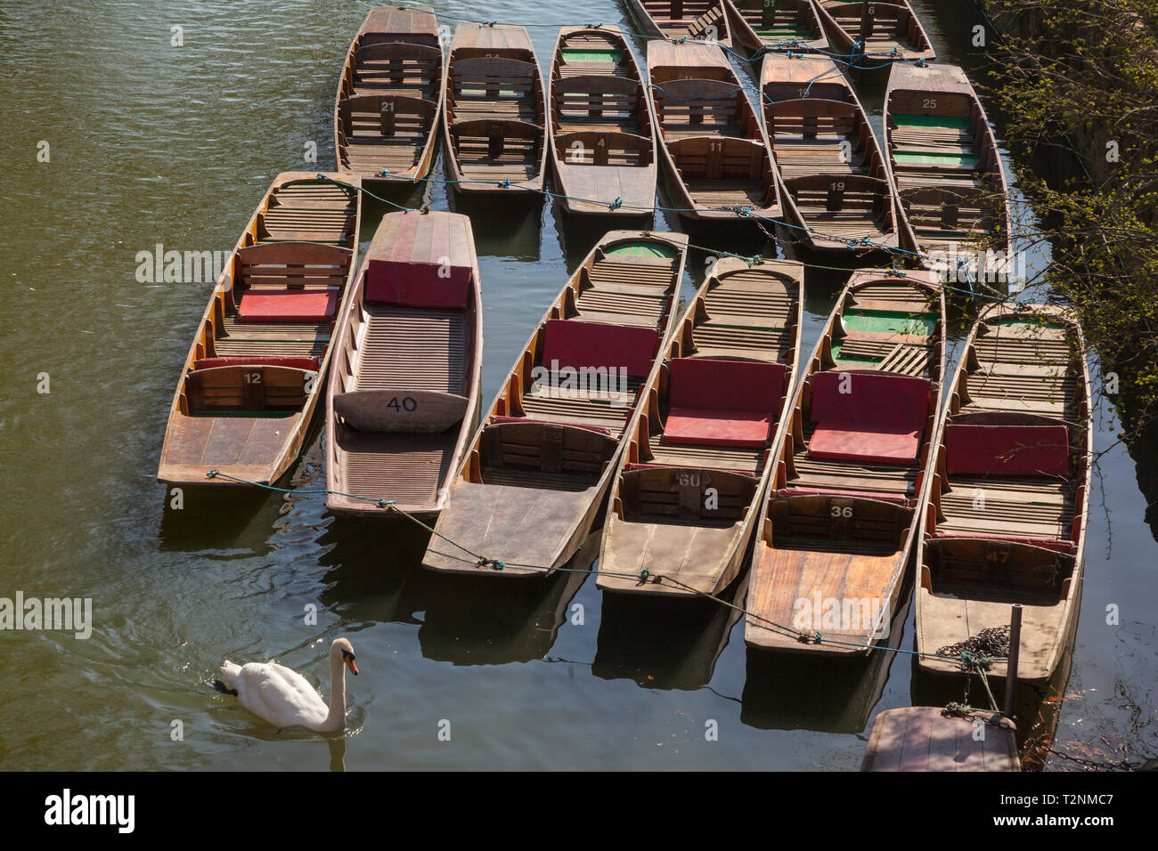 Traditional wooden Oxford punts and a swan on the River Cherwell below Magdalen Bridge Stock Photo