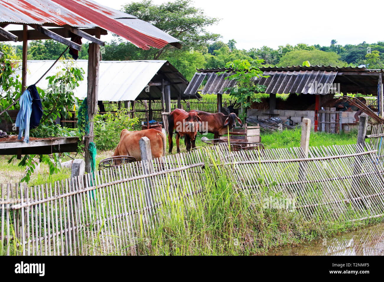 Farm life, wood house with bamboo fence and cow of agricultural at rural in Thailand Stock Photo