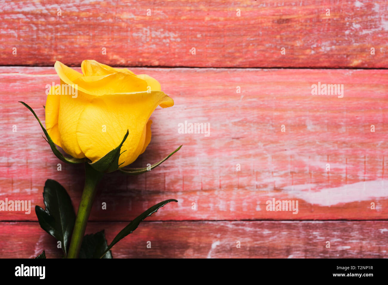 closeup of a yellow rose on a red rustic wooden surface with some blank space on the right Stock Photo