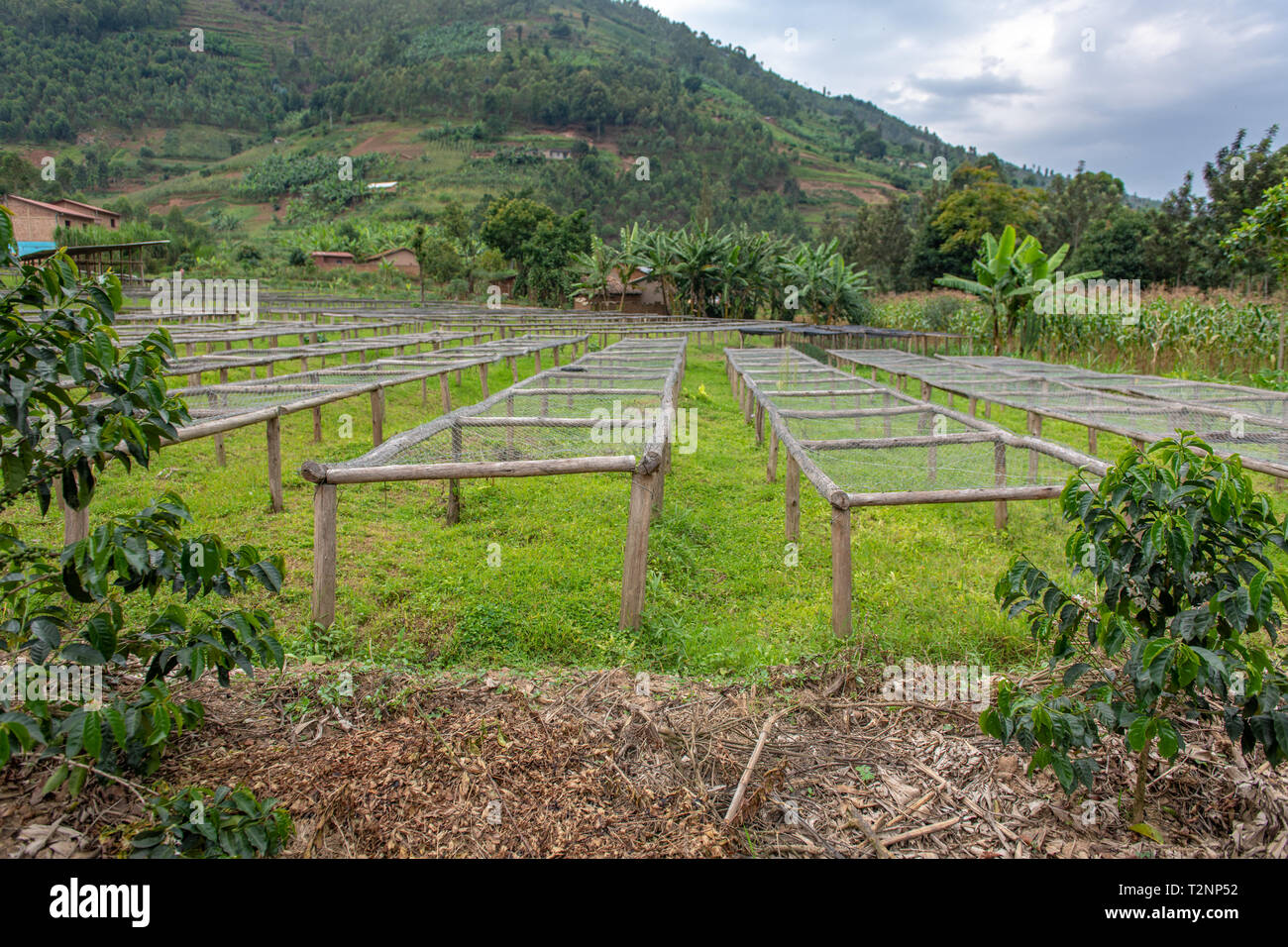 Coffee drying racks hi-res stock photography and images - Alamy