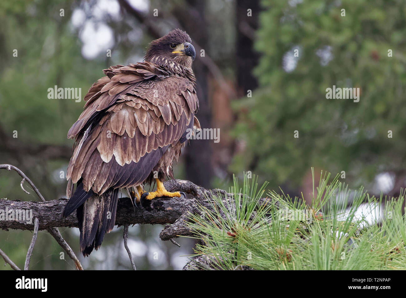 Juvenile bald eagle perched in forest next to Lake Coeur d'Alene, Idaho. Stock Photo