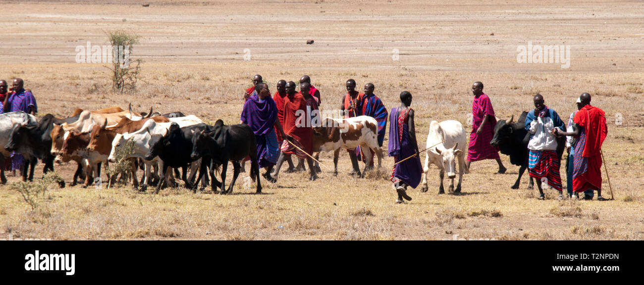 Masai herding cattle Stock Photo