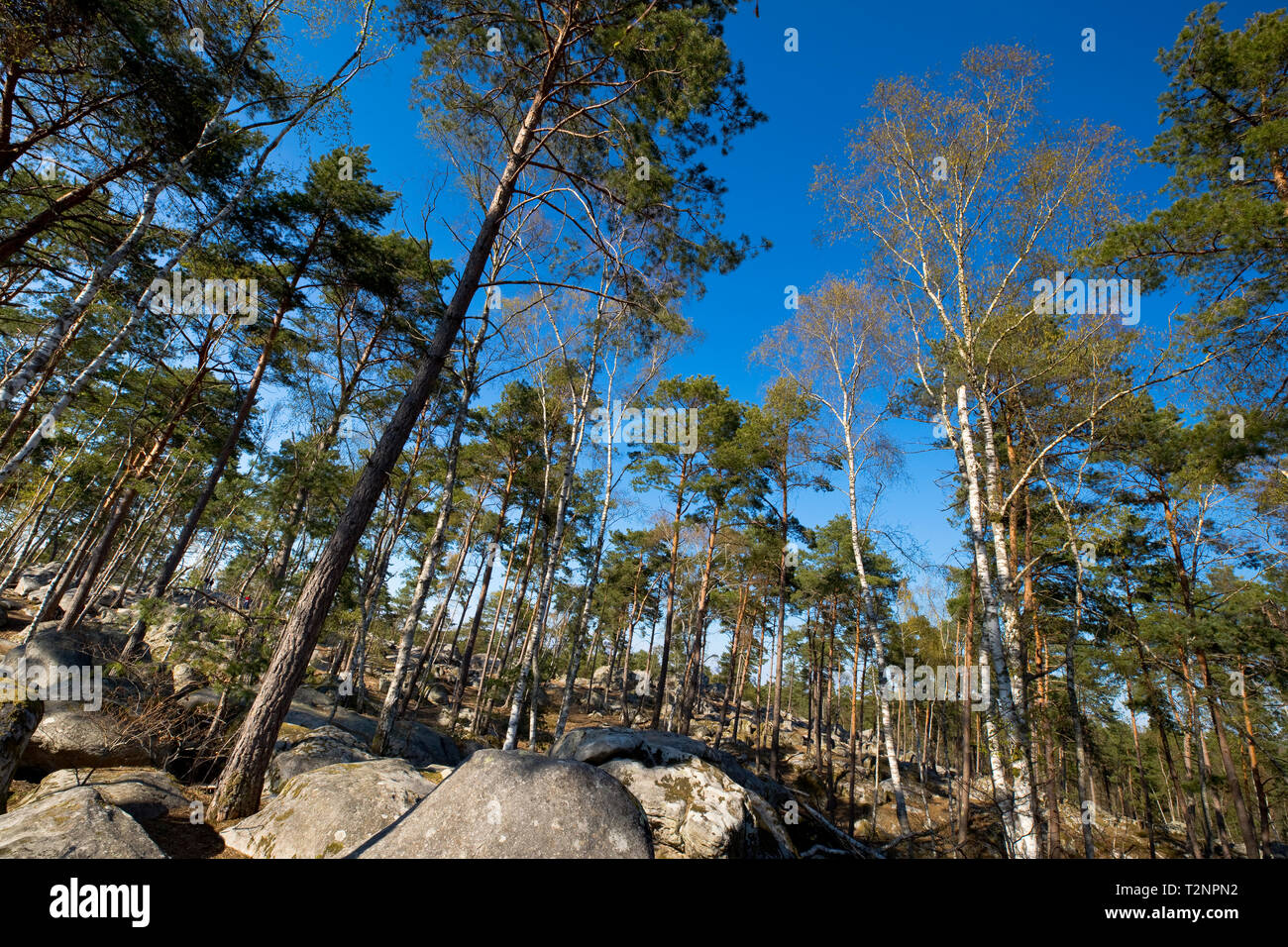クロード・モネ、Road in the Forest of Fontainebl The forest - Fontainebleau Tourisme - Fontainebleau Tourisme