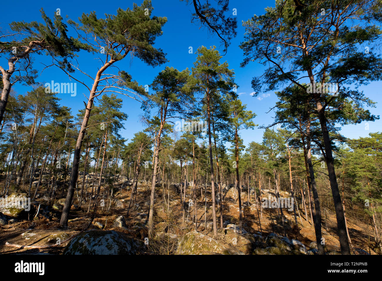 Fontainebleau france forest hi-res stock photography and images