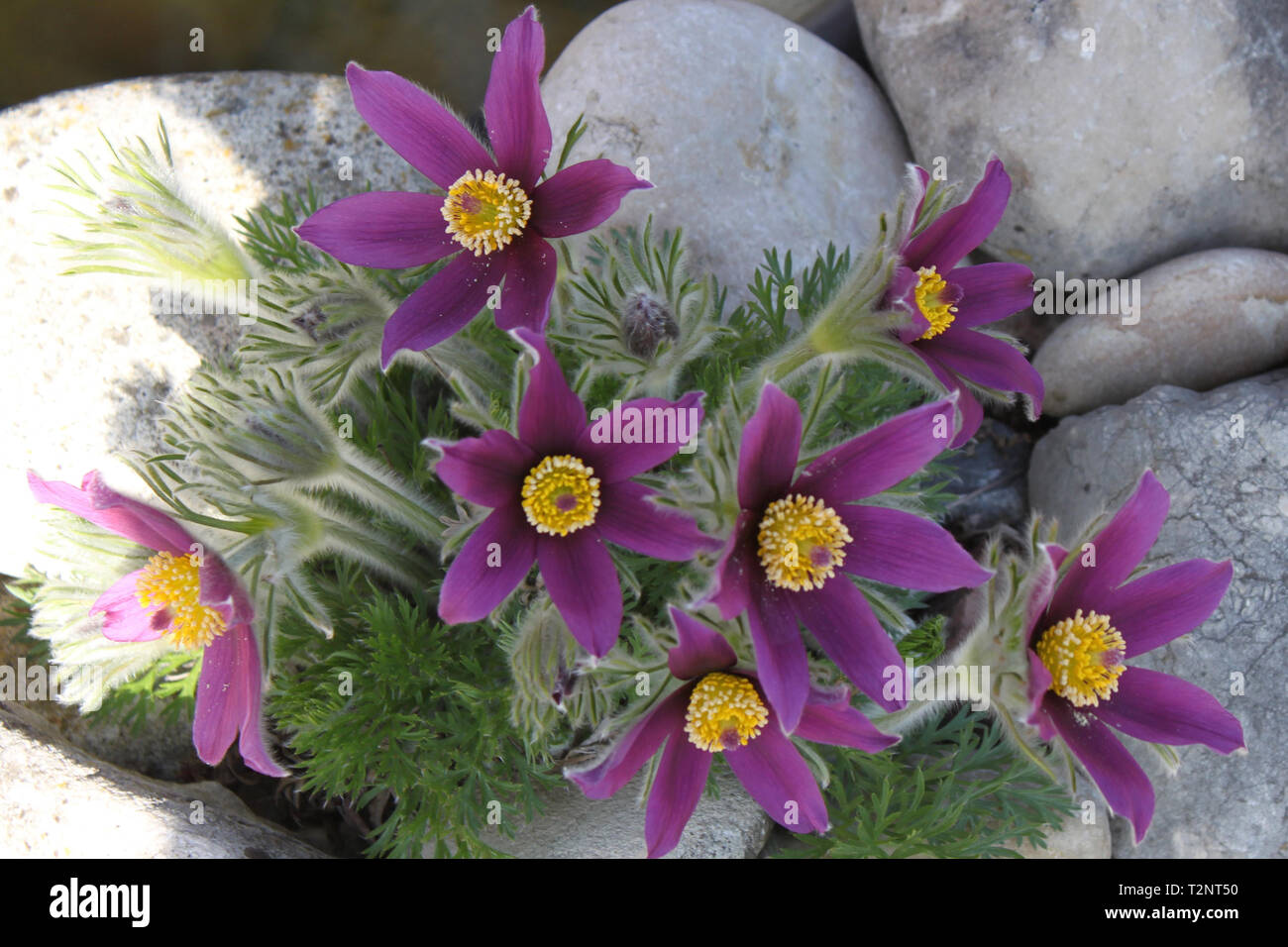 Anemone pulsatilla - first flowers of spring Stock Photo