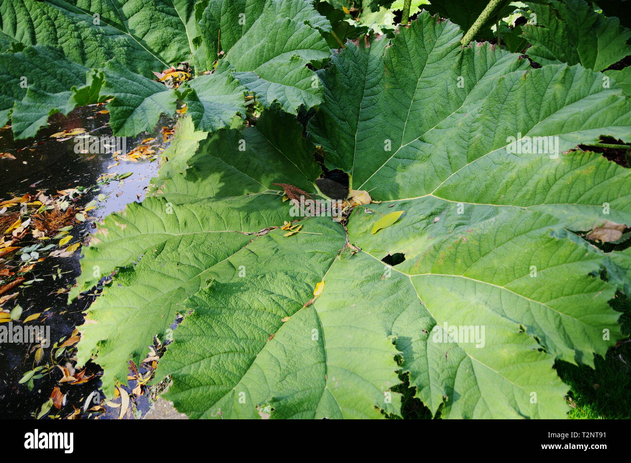 Close up of the mammoth leaf Stock Photo