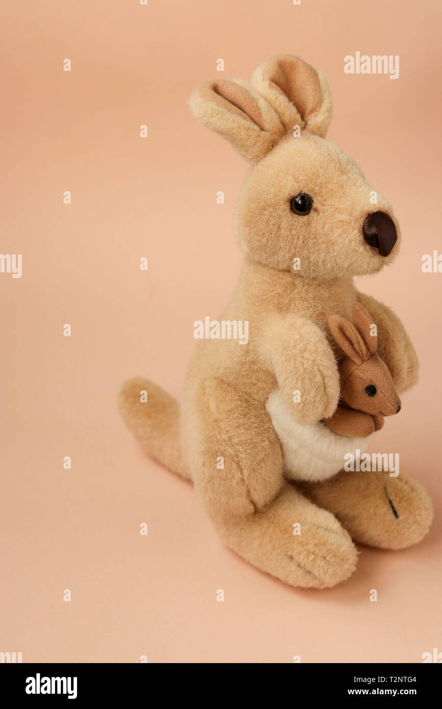 Baby kangaroo and white background hi-res stock photography and images ...