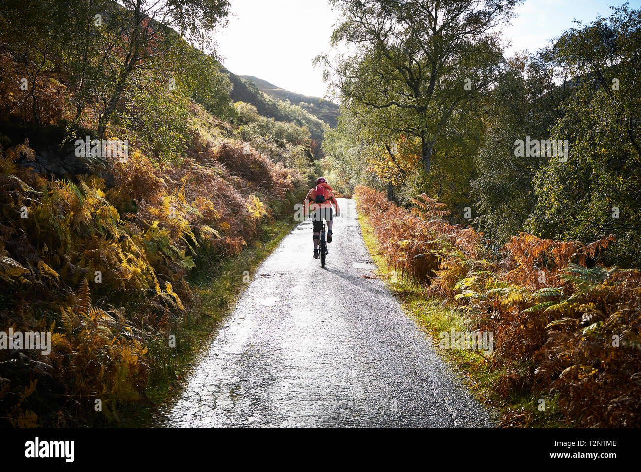 Male mountain biker biking on rural road, rear view,  Achnasheen, Scottish Highlands, Scotland Stock Photo