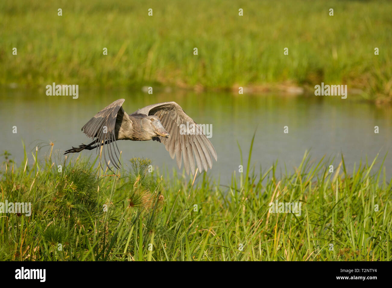 pharaoh game marshes pharaoh game marshes