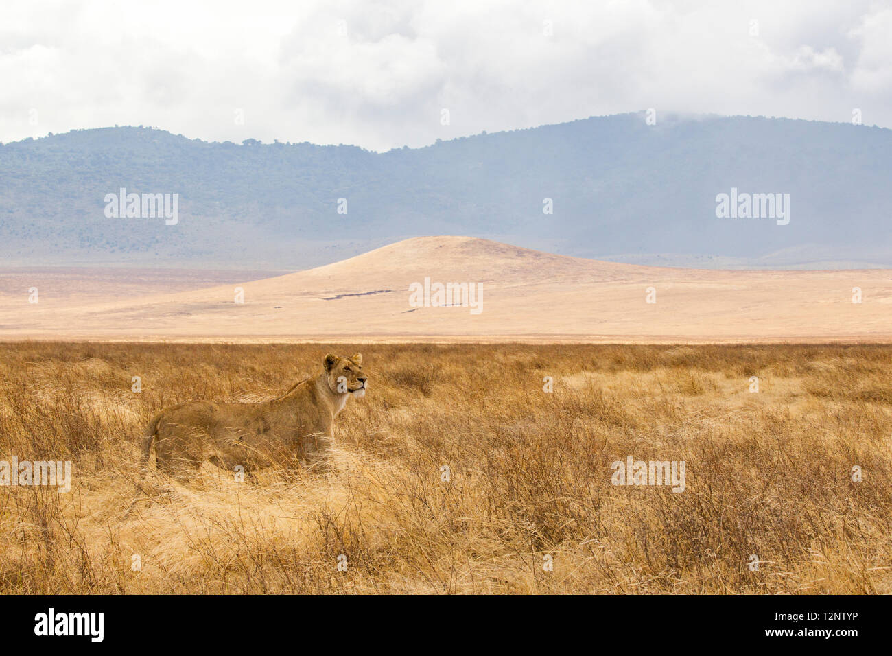 Landscape with lioness (panthera leo), Ngorongoro Crater, Ngorongoro Conservation Area, Tanzania Stock Photo