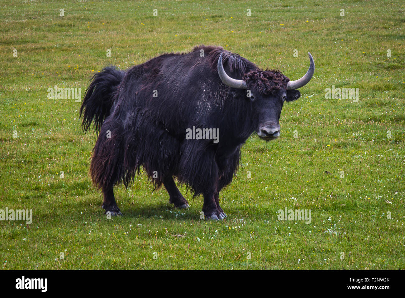 Yak Central Asia. The domestic yak is a long-haired domesticated bovid. It is descended from the wild yak. Kyrgyzstan Stock Photo
