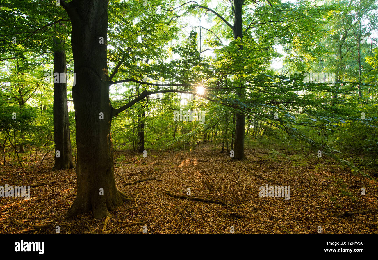 mystical forest in sunset or sunrise Stock Photo