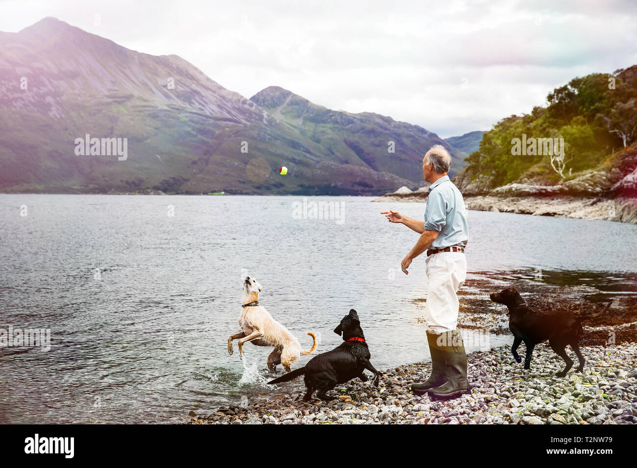 Senior man throwing ball into loch for dogs, Scottish Highlands Stock Photo