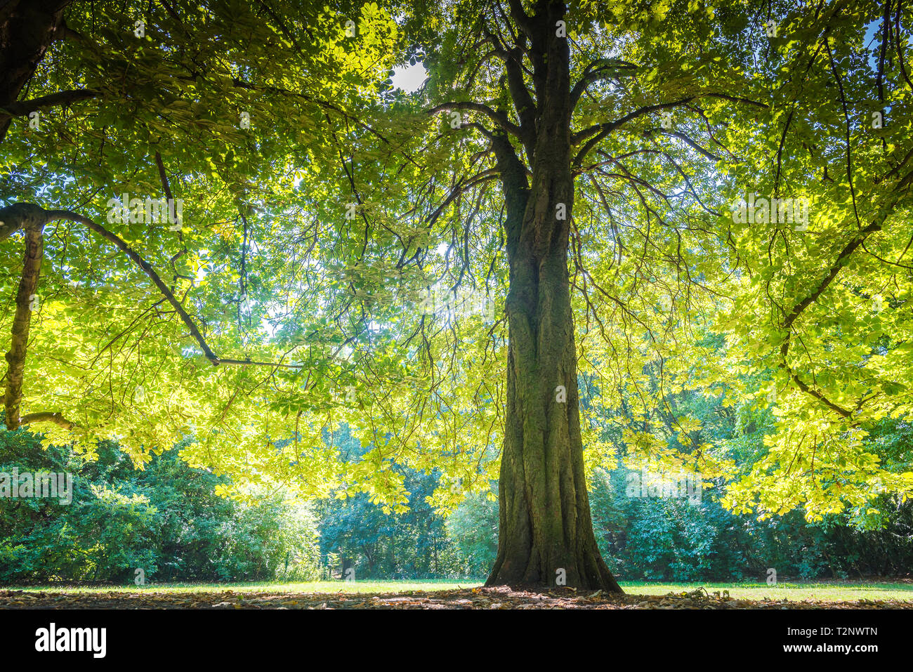 big tree in sunlight Stock Photo