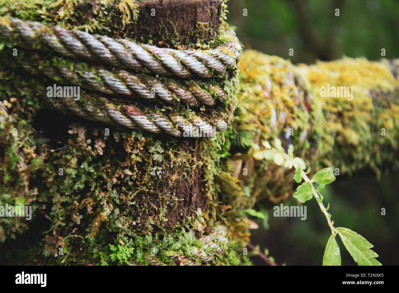 Green grass of Borneo, wet rope and fern Stock Photo - Alamy