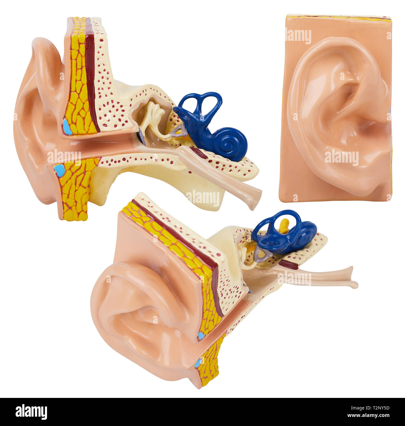 What Are Inner Ears And How Do They Affect Balance? Michigan Neurology Associates PC