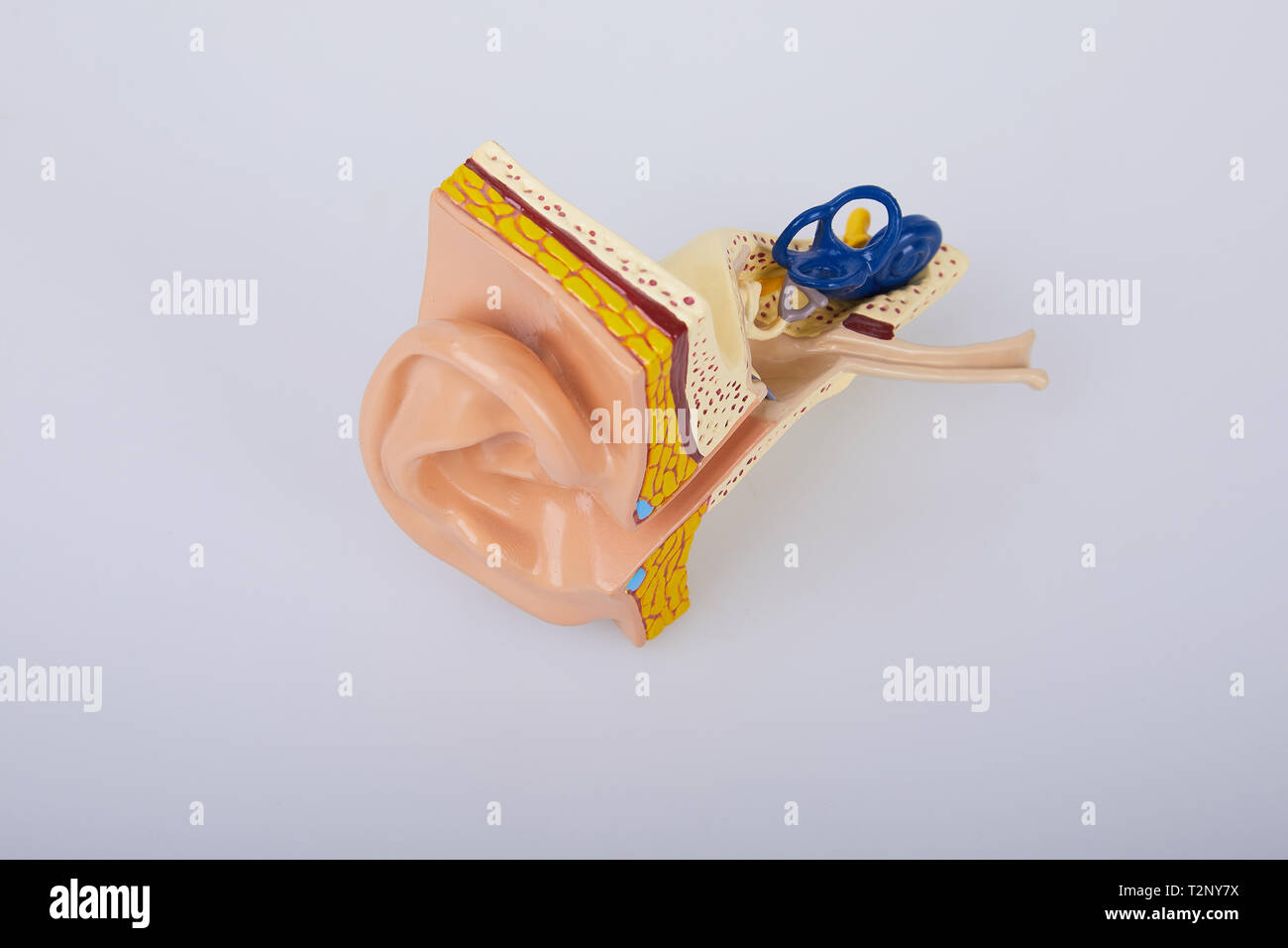 Artificial human ear model isolated on white background. Human ear. Ear model. A model of the ear for elementary science classes. Stock Photo